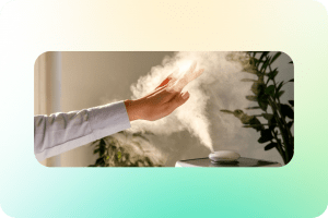 Климат для домашних растений: как избежать ошибок