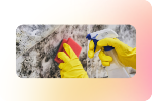 Как избавиться от плесени на стенах в квартире: полное руководство